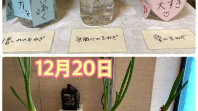 “言霊”エネルギーの影響力　玉葱の実験その後